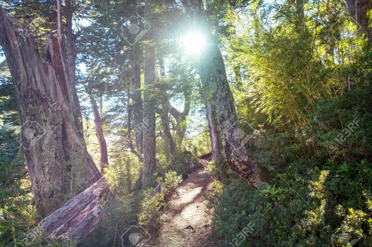 Foret Austral Ranomafana Eksteriør billede